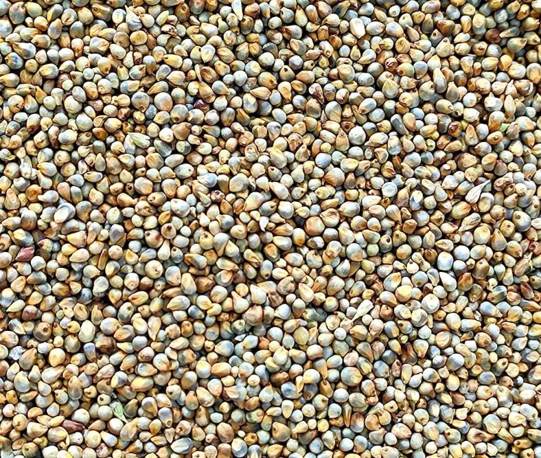Pearl Millet