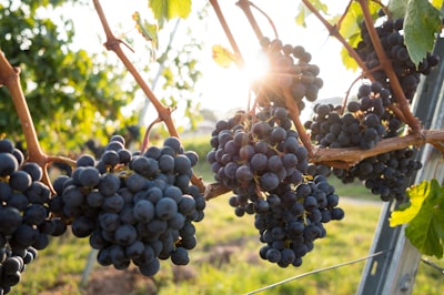 Nashik Grapes