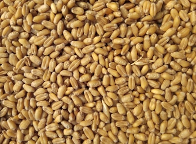Sharbati Wheat